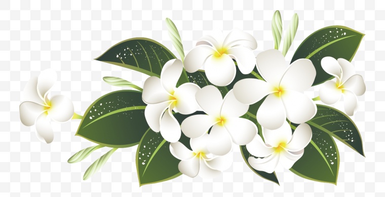 花 白花 白色的花 