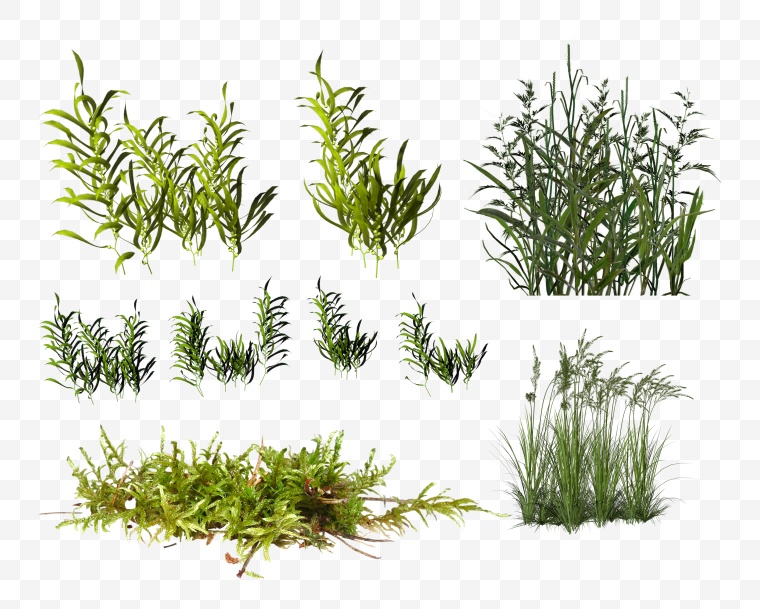 草 绿草 植物 