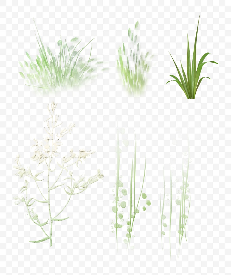 草 绿草 植物 