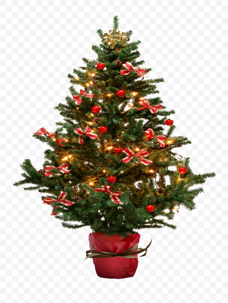 冷杉树 冷杉 冷杉树图片 冷杉树素材 树 圣诞树 