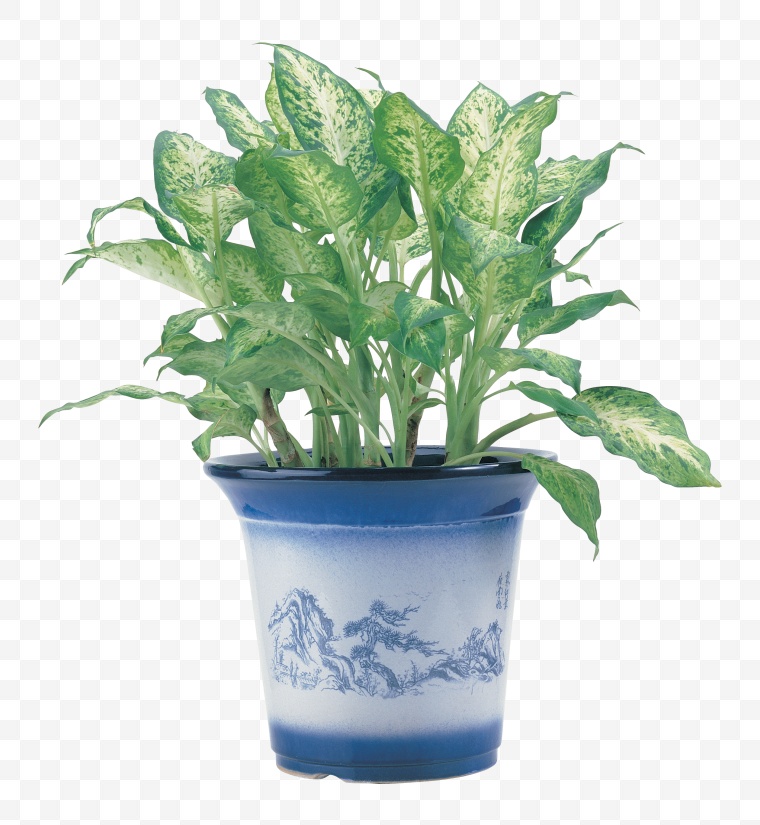 盆栽植物 盆栽 植物 绿植 