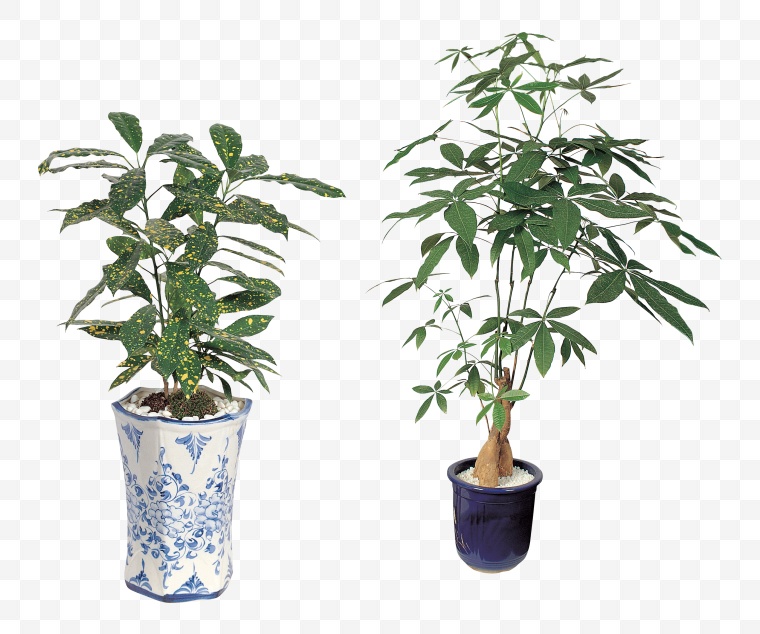 盆栽植物 盆栽 植物 绿植 