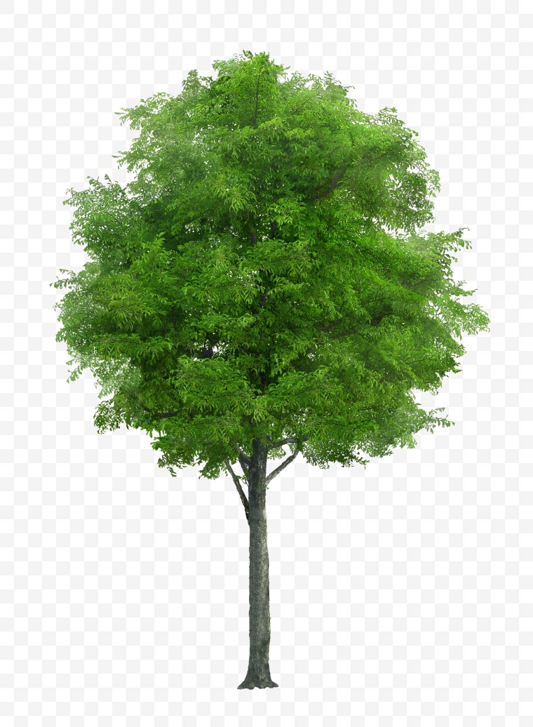 树 树素材 大树 小树 树的图片 树木 