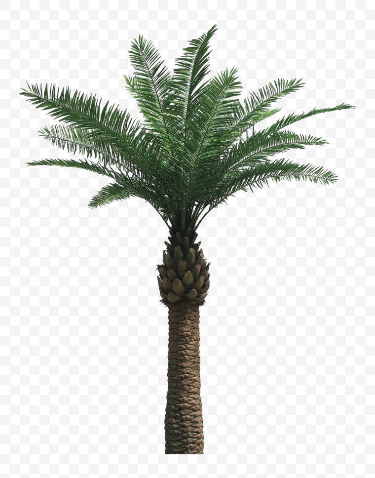 椰树 椰树素材 树 椰树图片 椰树png 海滩椰树 夏季 夏天 