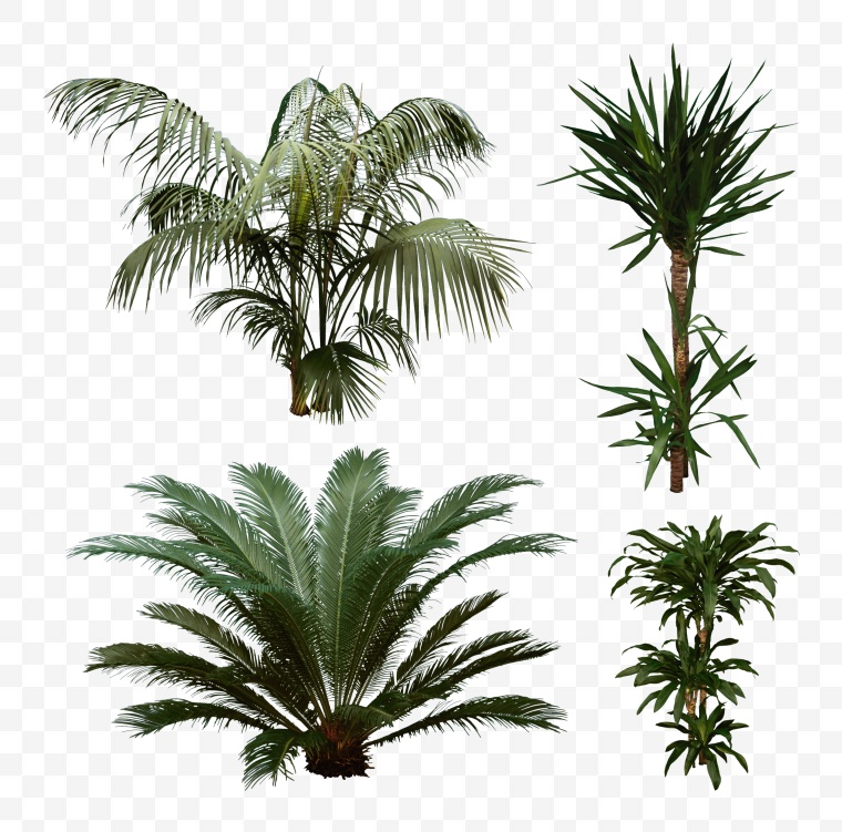 椰树 椰树素材 树 椰树图片 椰树png 海滩椰树 夏季 夏天 