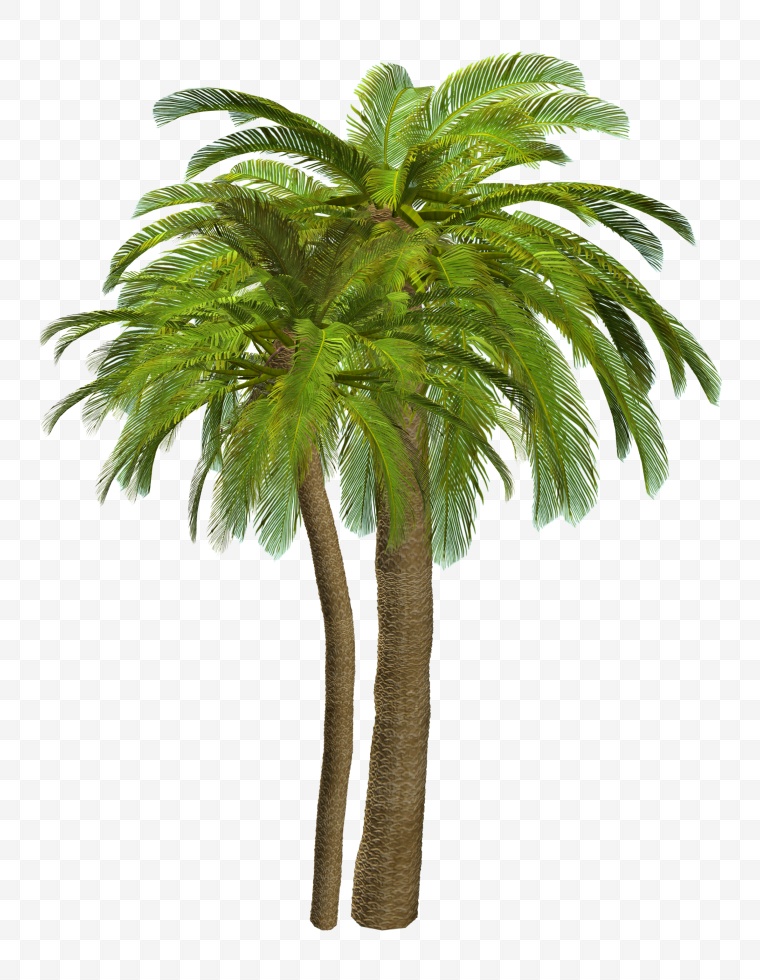 椰树 椰树素材 树 椰树图片 椰树png 海滩椰树 夏季 夏天 