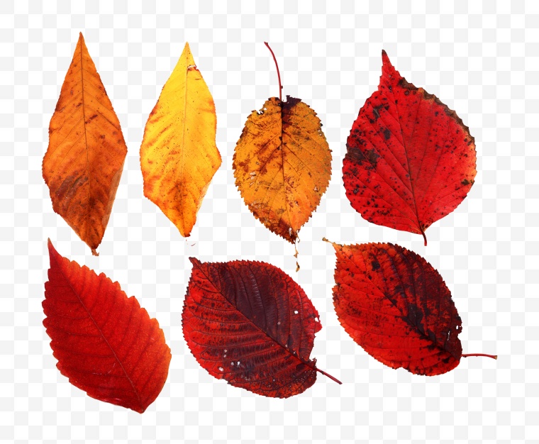 树叶 秋季 秋天 叶子 树叶素材 秋天素材 叶子素材 秋季素材 