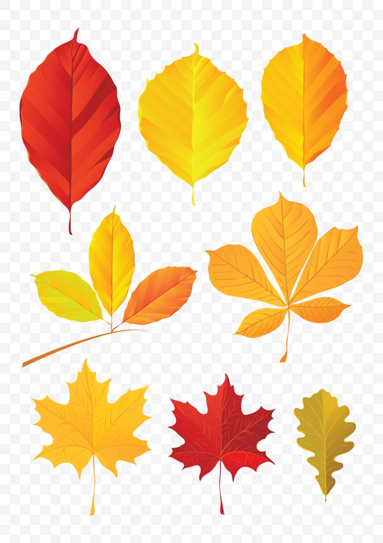 树叶 树叶图片 树叶素材 树叶png 树叶psd 叶子 叶子素材 秋天 秋季 