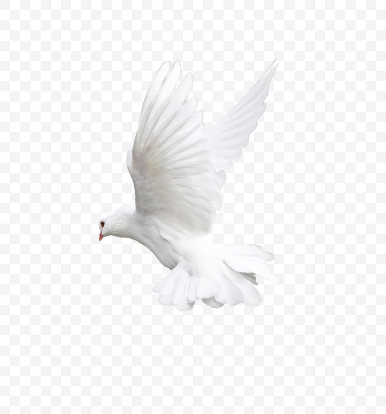 鸽子 白鸽 鸽子飞翔 和平 