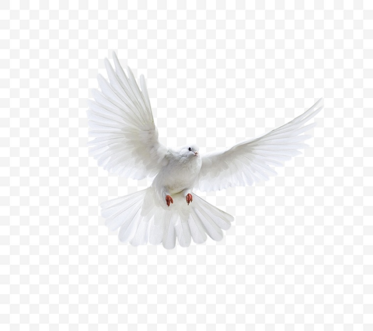 鸽子 白鸽 鸽子飞翔 和平 