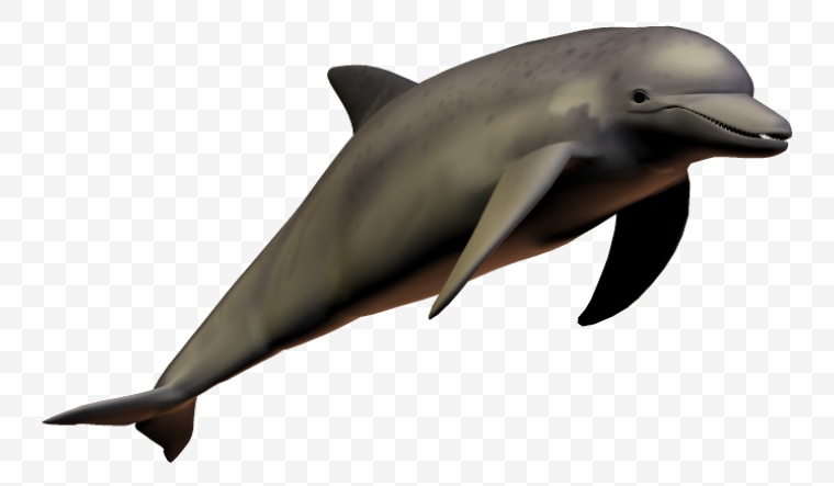 海豚 海洋生物 