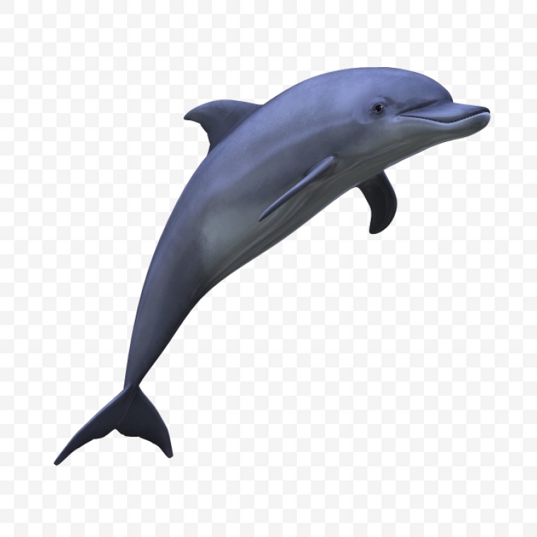 海豚 海洋生物 