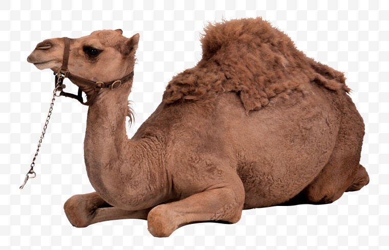 骆驼 沙漠骆驼 骆驼沙漠 动物 