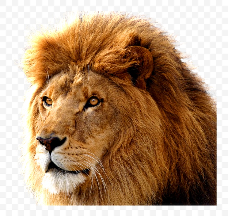 狮子 雄狮 动物 万兽之王 