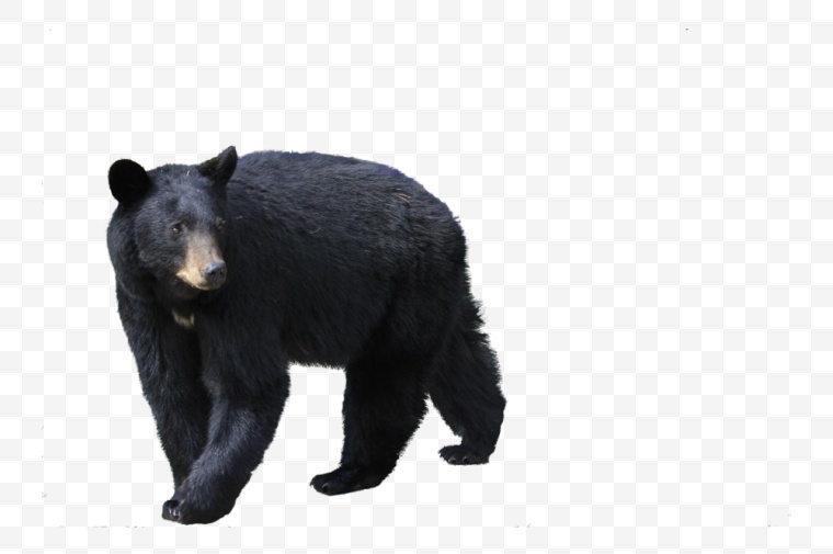 熊 黑熊 动物 