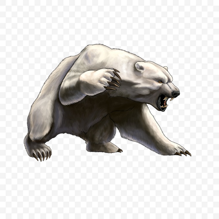熊 动物 