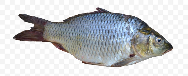 鱼 鱼类 海洋生物 