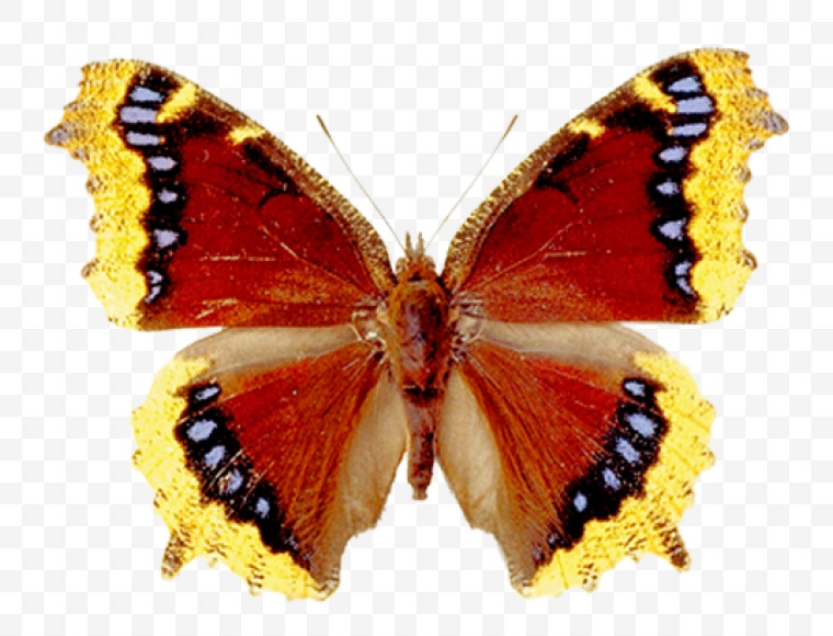 蝴蝶 昆虫 生物世界 蝶 