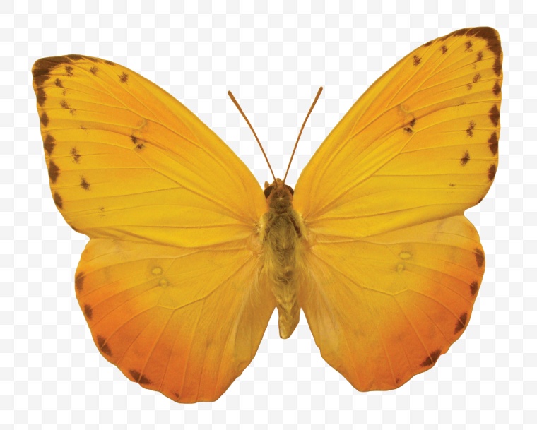 蝴蝶 昆虫 生物世界 蝶 