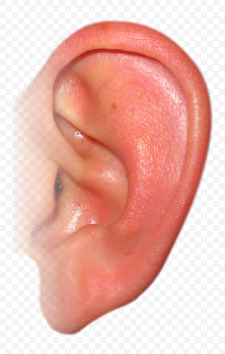 耳朵 耳 人耳 人体 器官 