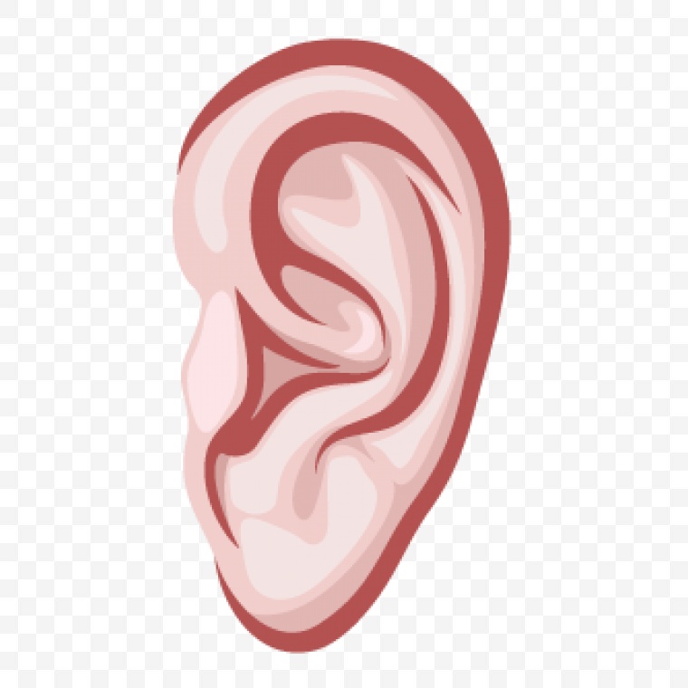 耳朵 耳 人耳 人体 器官 