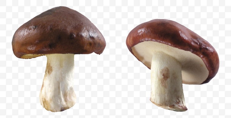 蘑菇 香菇 菌类 食用菌 菇子 草菇 蔬菜 食物 