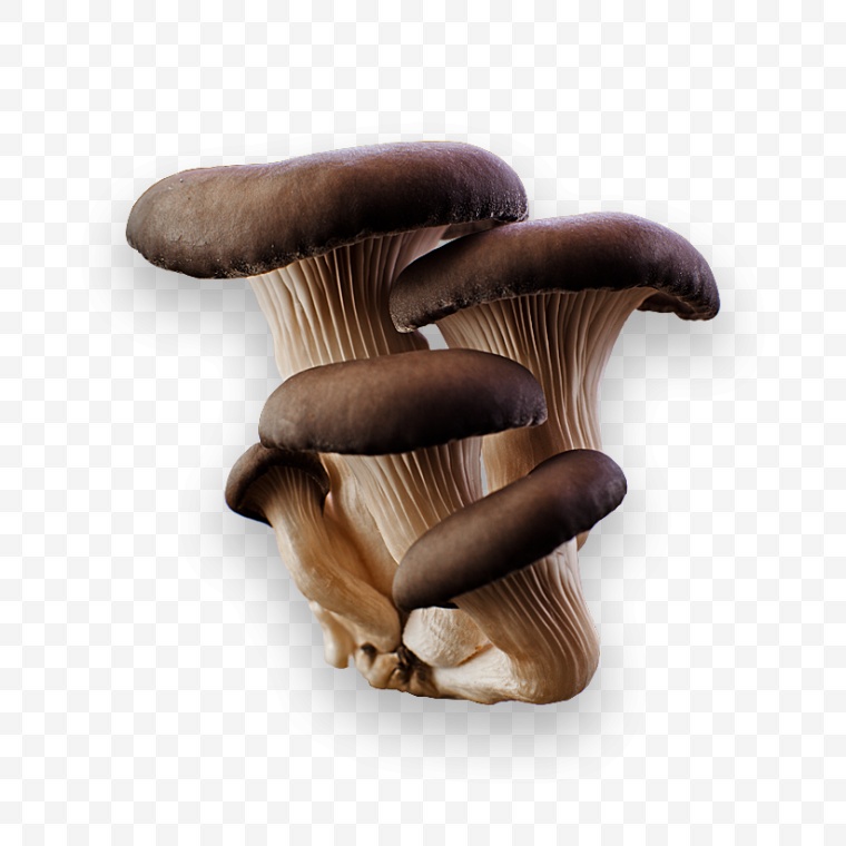 蘑菇 香菇 菌类 食用菌 菇子 草菇 蔬菜 食物 菌菇 