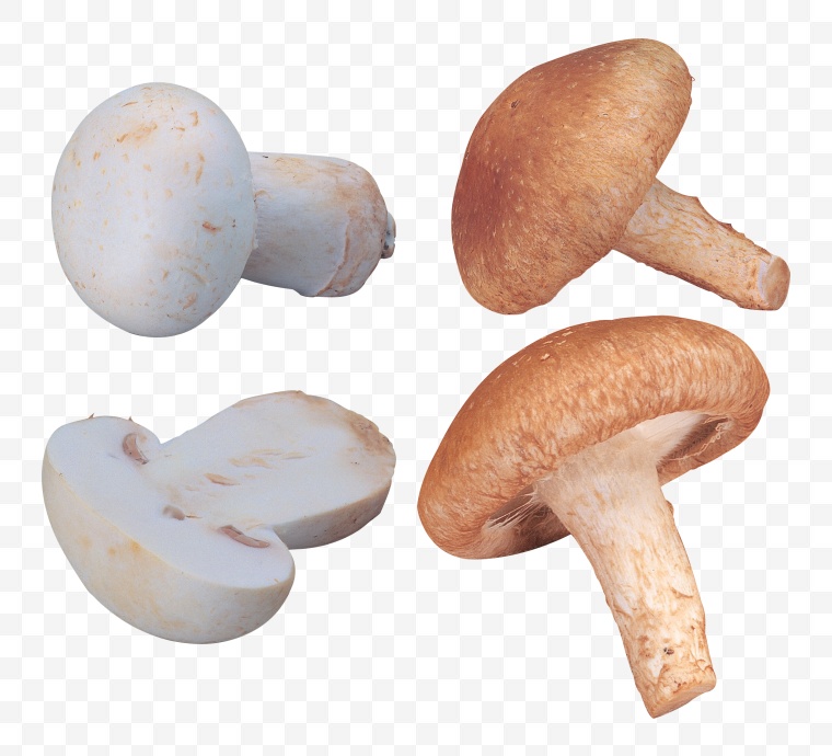 蘑菇 香菇 菌类 食用菌 菇子 草菇 蔬菜 食物 菌菇 