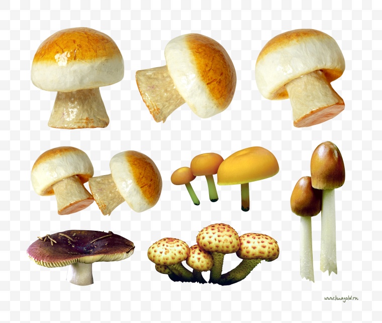 蘑菇 香菇 菌类 食用菌 菇子 草菇 蔬菜 食物 菌菇 