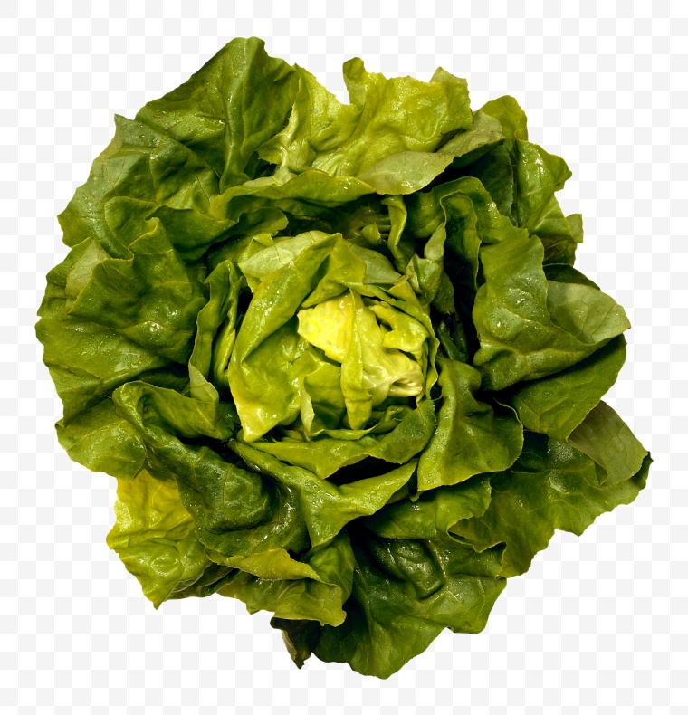 青菜 蔬菜 绿色蔬菜 有机蔬菜 食材 食物原料 食物 