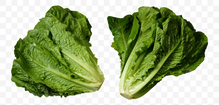 青菜 蔬菜 绿色蔬菜 有机蔬菜 食材 食物原料 食物 菜 