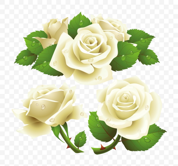 白色玫瑰花 玫瑰花 花 玫瑰 白玫瑰 情人节 爱情 浪漫 