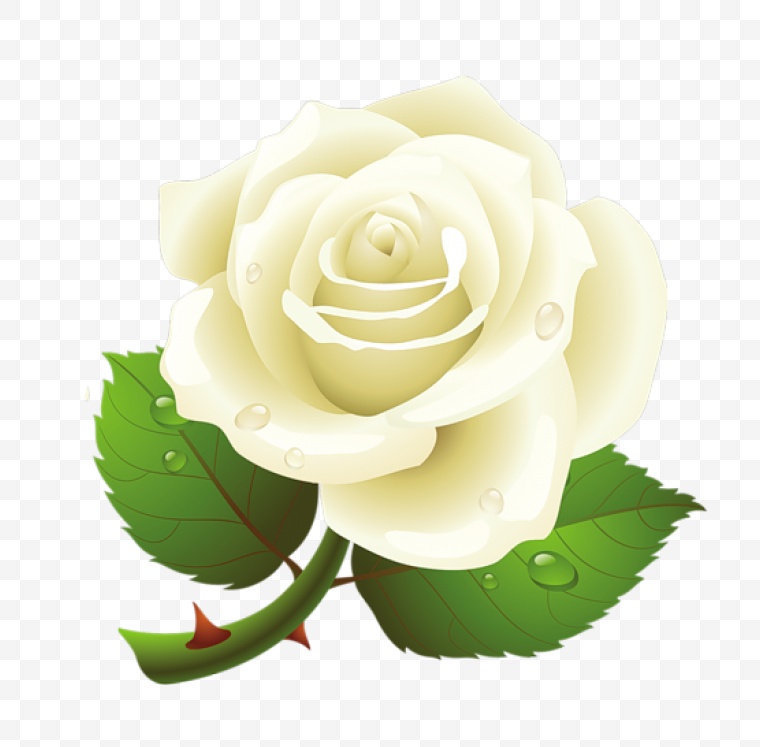 白色玫瑰花 玫瑰花 花 玫瑰 白玫瑰 情人节 爱情 浪漫 