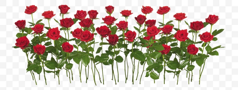 红色玫瑰花 玫瑰花 花 红玫瑰 玫瑰 情人节 爱情 浪漫 