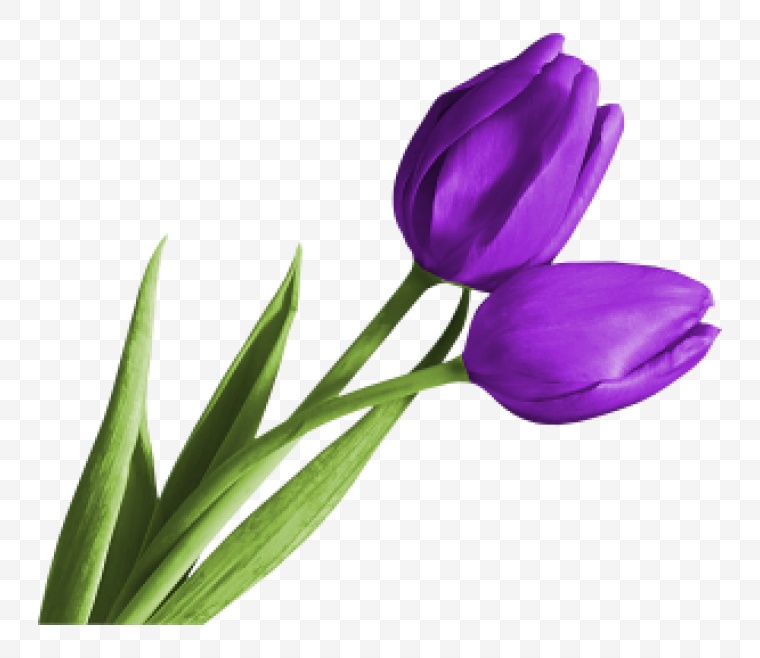 郁金香花 郁金香 花 花卉 鲜花 春意 花朵 紫色郁金香 