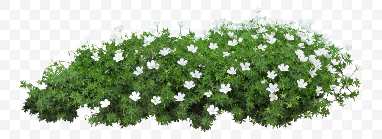 白色的花 花 白花 草 