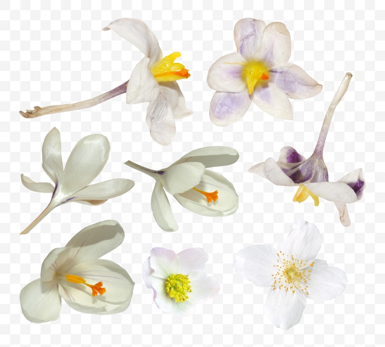 白色的花 花 白花 
