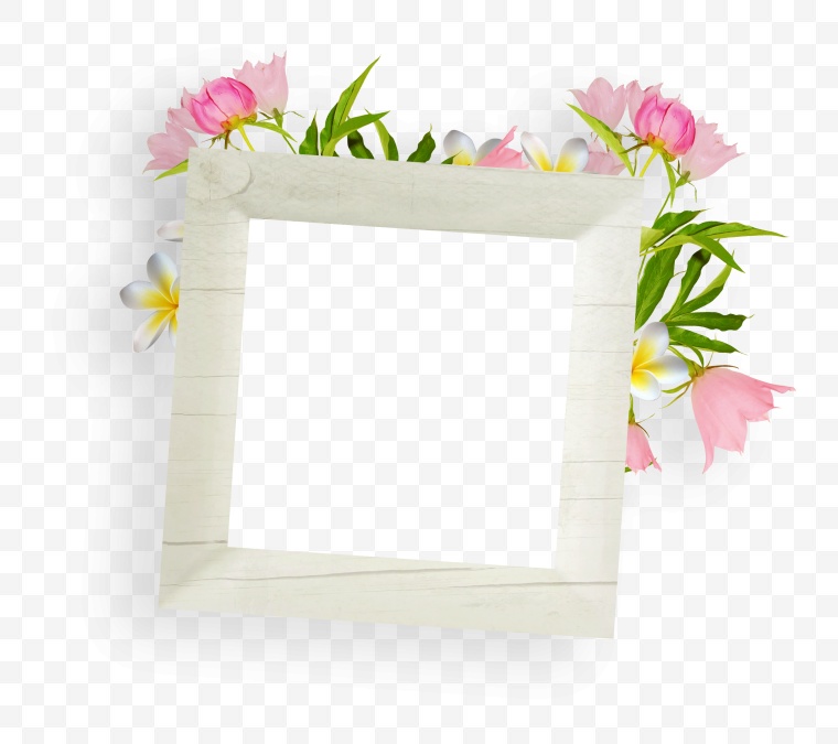 白色的花 花 白花 边框 花框 相框 