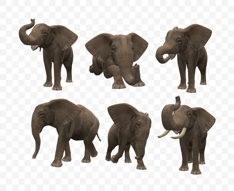 大象 动物 象 野生动物 