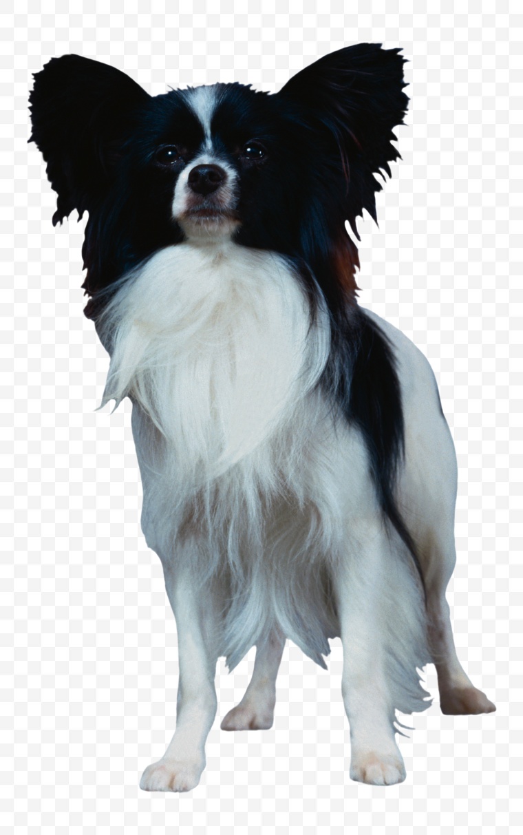 小狗 狗 动物 宠物 宠物狗 狗狗 