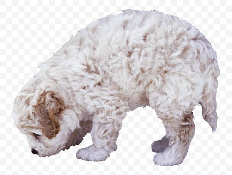 小狗 狗 动物 宠物 宠物狗 狗狗 
