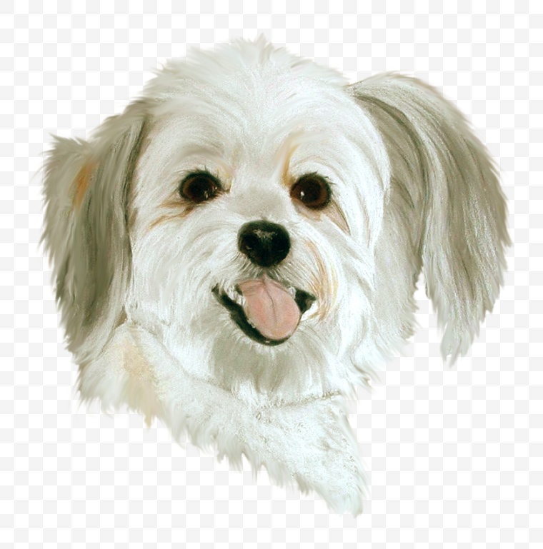 小狗 狗 动物 宠物 宠物狗 狗狗 