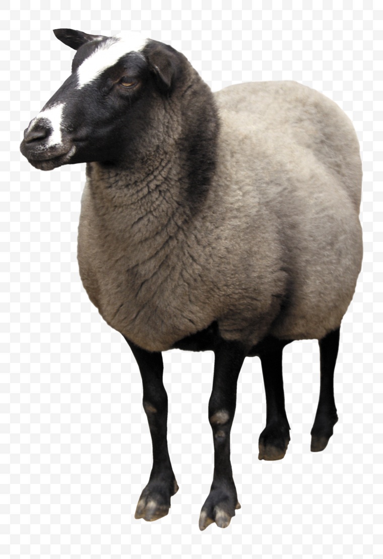 羊 动物 小羊 山羊 