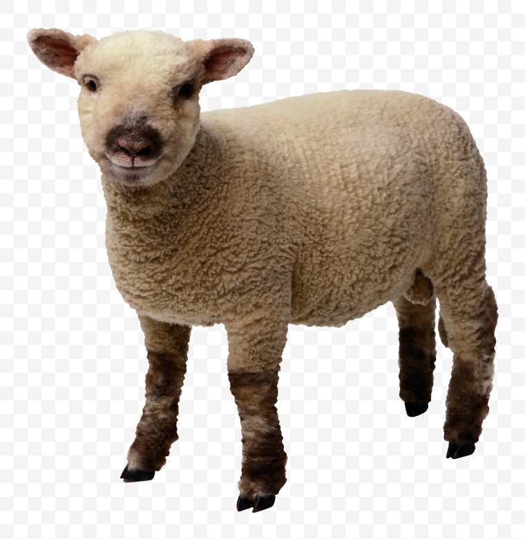 羊 动物 小羊 山羊 