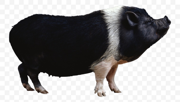 猪 动物 家畜 小猪 黑毛猪 