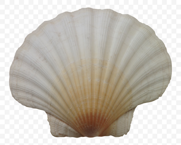 贝壳 海洋生物 