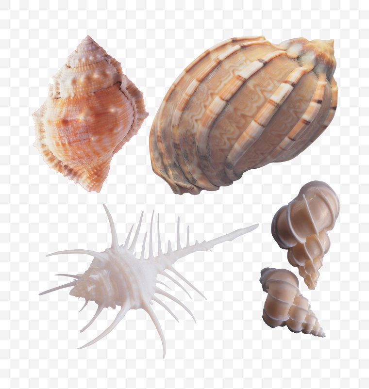 贝壳 海洋生物 