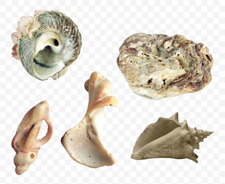 贝壳 海洋生物 