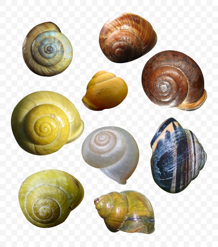 贝壳 海洋生物 