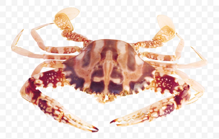 螃蟹 海洋生物 